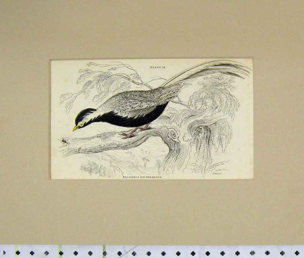 Old Antique Print 1835 Hand Coloured Phasianus Nycthemerus Bird Plate 18 19th