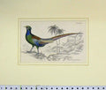 Old Antique Print 1835 Hand Coloured Phasianus Versicolor Bird Plate Xiv 19th