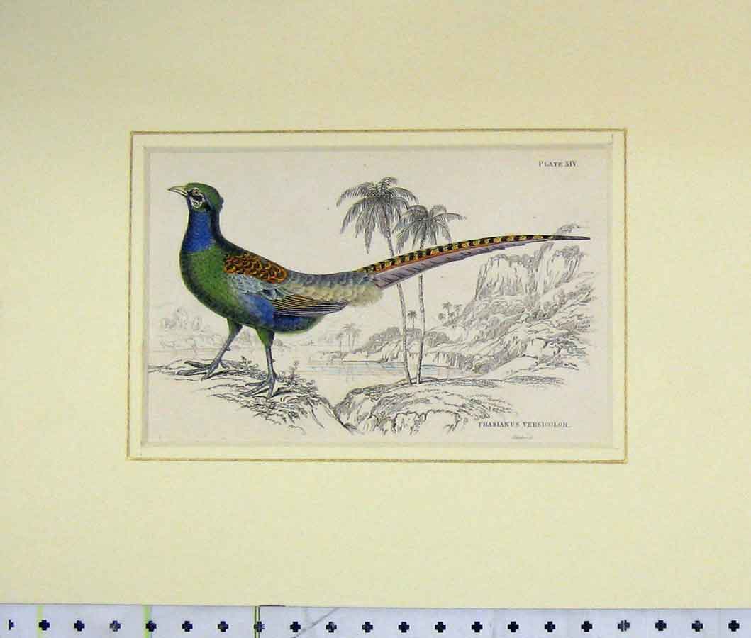Old Antique Print 1835 Hand Coloured Phasianus Versicolor Bird Plate Xiv 19th