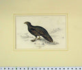 Old Antique Print 1835 Hand Colour Bird Tragopan Hasting Female Plate 26 19th