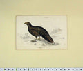 Old Antique Print 1835 Hand Colour Tragopan Hasting Female Bird Plate 26 19th