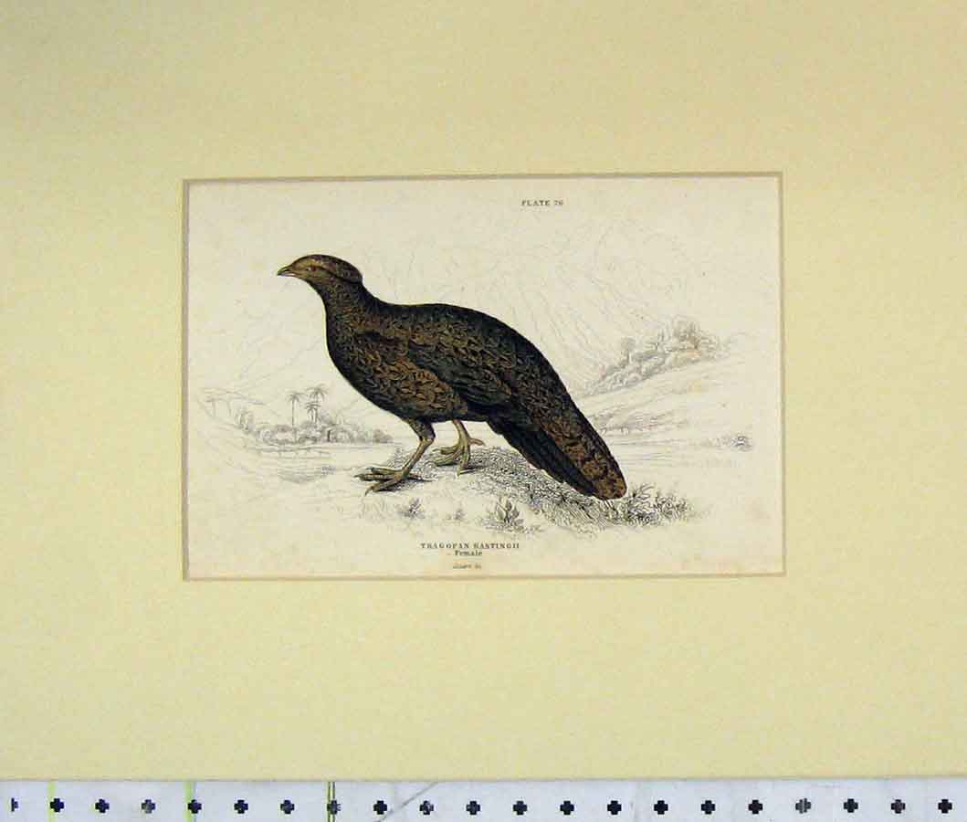 Old Antique Print 1835 Hand Colour Tragopan Hasting Female Bird Plate 26 19th