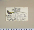Original Old Antique Print 1835 Hand Coloured Bird Phasianus Veneratus 19th