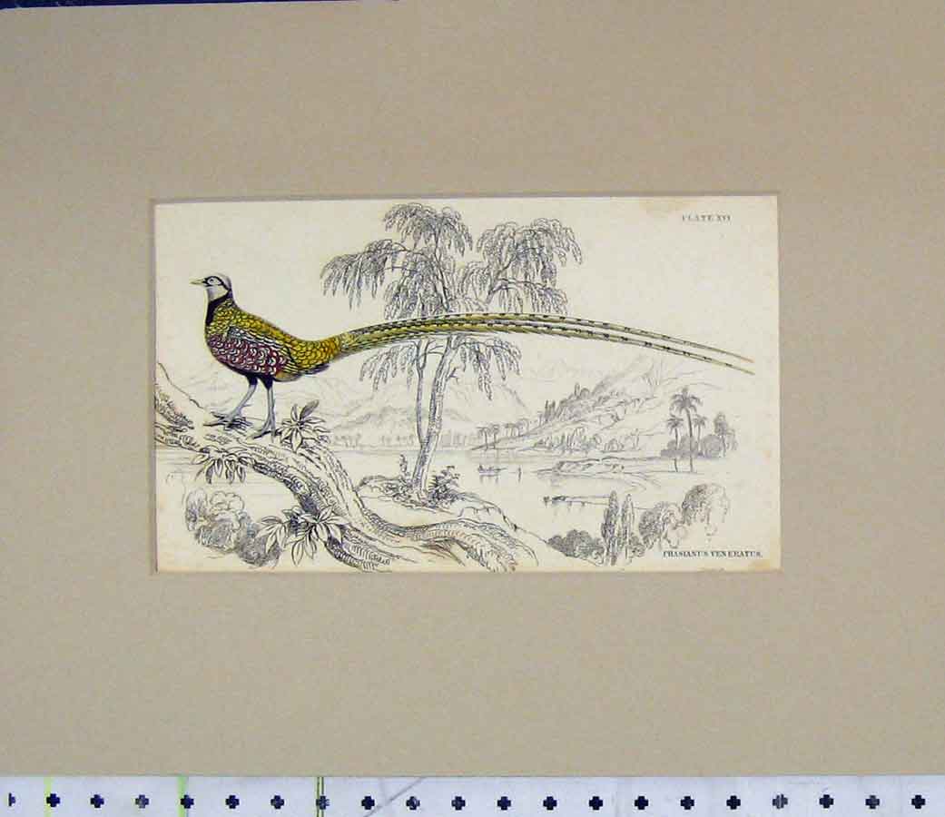 Original Old Antique Print 1835 Hand Coloured Bird Phasianus Veneratus 19th