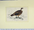 Original Old Antique Print 1835 Hand Coloured Lophophorus Impeyanus Bird 19th