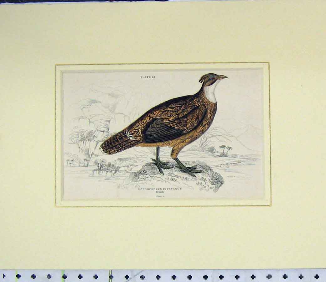 Original Old Antique Print 1835 Hand Coloured Lophophorus Impeyanus Bird 19th