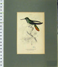 Original Old Antique Print 1835 Hand Coloured Damaged Trochilus Recurvirostris
