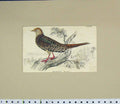 Original Old Antique Print 1835 Hand Coloured Female Phasianus Vers Bird 19th
