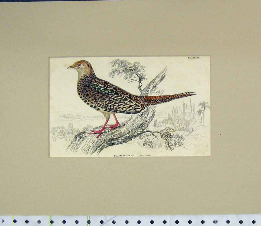 Original Old Antique Print 1835 Hand Coloured Female Phasianus Vers Bird 19th