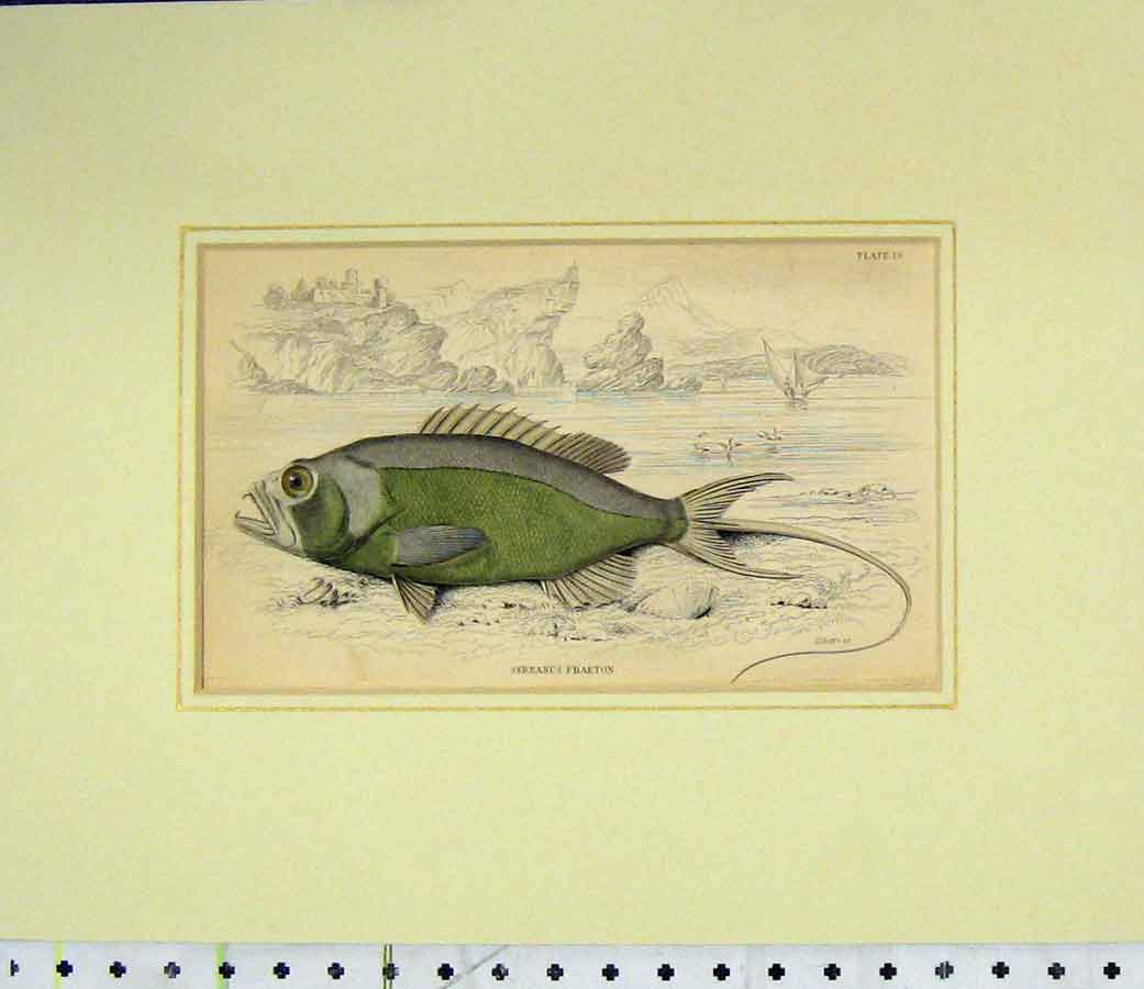 Original Old Antique Print Fish Hand Coloured 1835 Serranus Phaeton Lizars 19th
