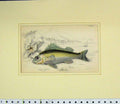 Original Old Antique Print 1835 Hand Coloured Fish Acerina Vulgaris Lizars 19th
