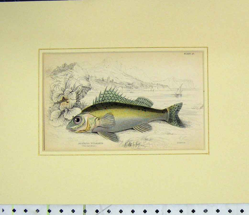 Original Old Antique Print 1835 Hand Coloured Fish Acerina Vulgaris Lizars 19th