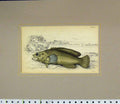 Original Old Antique Print 1835 Fish Hand Coloured Rypticus Arenatus 19th