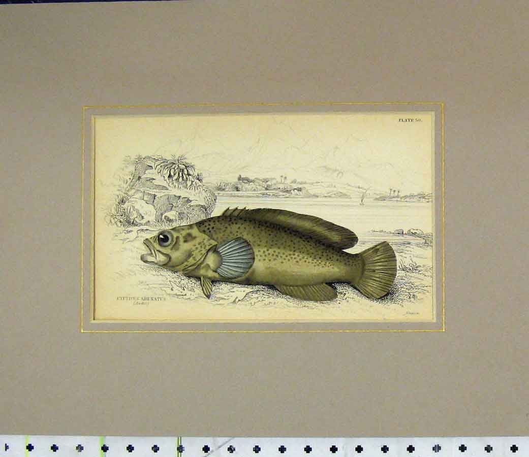 Original Old Antique Print 1835 Fish Hand Coloured Rypticus Arenatus 19th