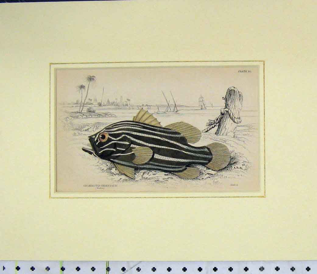 Original Old Antique Print 1835 Hand Coloured Fish Grammistes Orientalis 19th