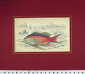 Original Old Antique Print 1835 Hand Coloured Fish Serranus Anthias 19th