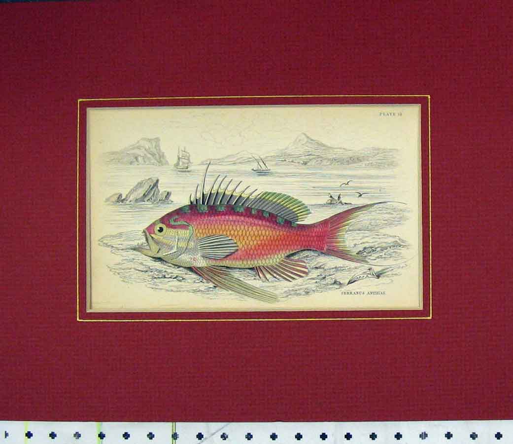 Original Old Antique Print 1835 Hand Coloured Fish Serranus Anthias 19th