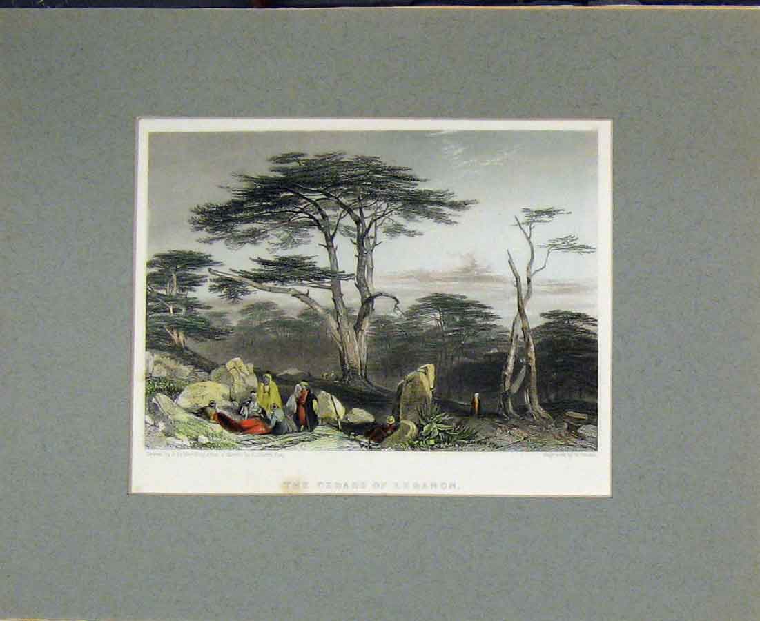 Original Old Antique Print 1836 Hand Coloured View Cedar Trees Labanon 19th
