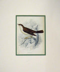 Original Old Antique Print 1880 Hand Coloured Bird Nightingale Brown Nature