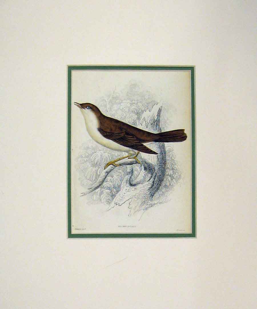 Original Old Antique Print 1880 Hand Coloured Bird Nightingale Brown Nature
