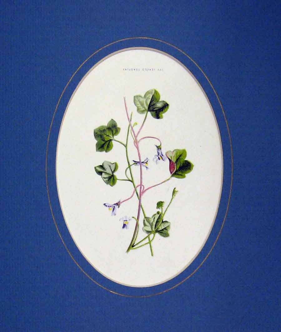 Original Old Antique Print Colour 1890 Flower Ivy Leaved Toadflax Nature 19th