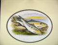 Old Antique Print Allis Shad Twaite Houghton Fish C1880 Chromo-Lithograph 19th