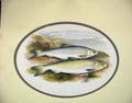 Original Old Antique Print C1880 Houghton Fish Pollan Powan Chromo-Lithograph