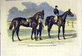 Old Antique Print Horses Winner Derby Oaks Race Musjid Summerside C1850 19th