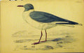 Original Old Antique Print C1880 Hand Coloured Bird Grey Capped Gull Lizars