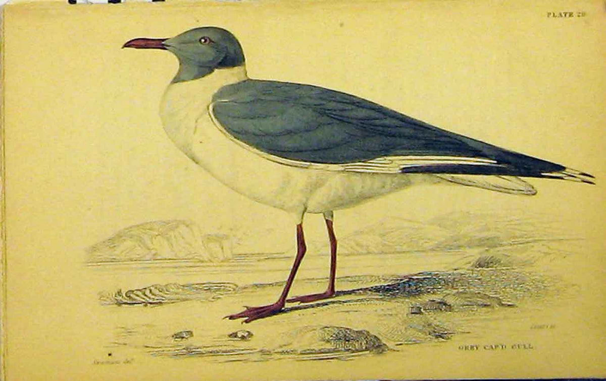 Original Old Antique Print C1880 Hand Coloured Bird Grey Capped Gull Lizars