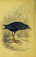 Original Old Antique Print Yellow Billed Waterhen C1880 Hand Coloured Lizars