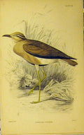 Original Old Antique Print Sengal Courier Bird C1880 Hand Coloured Lizars 19th
