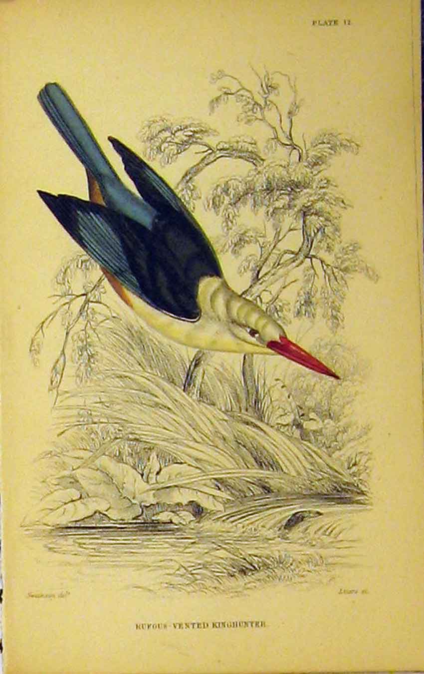 Original Old Antique Print Rufous-Vented Kinghunter Bird C1880 Hand Coloured