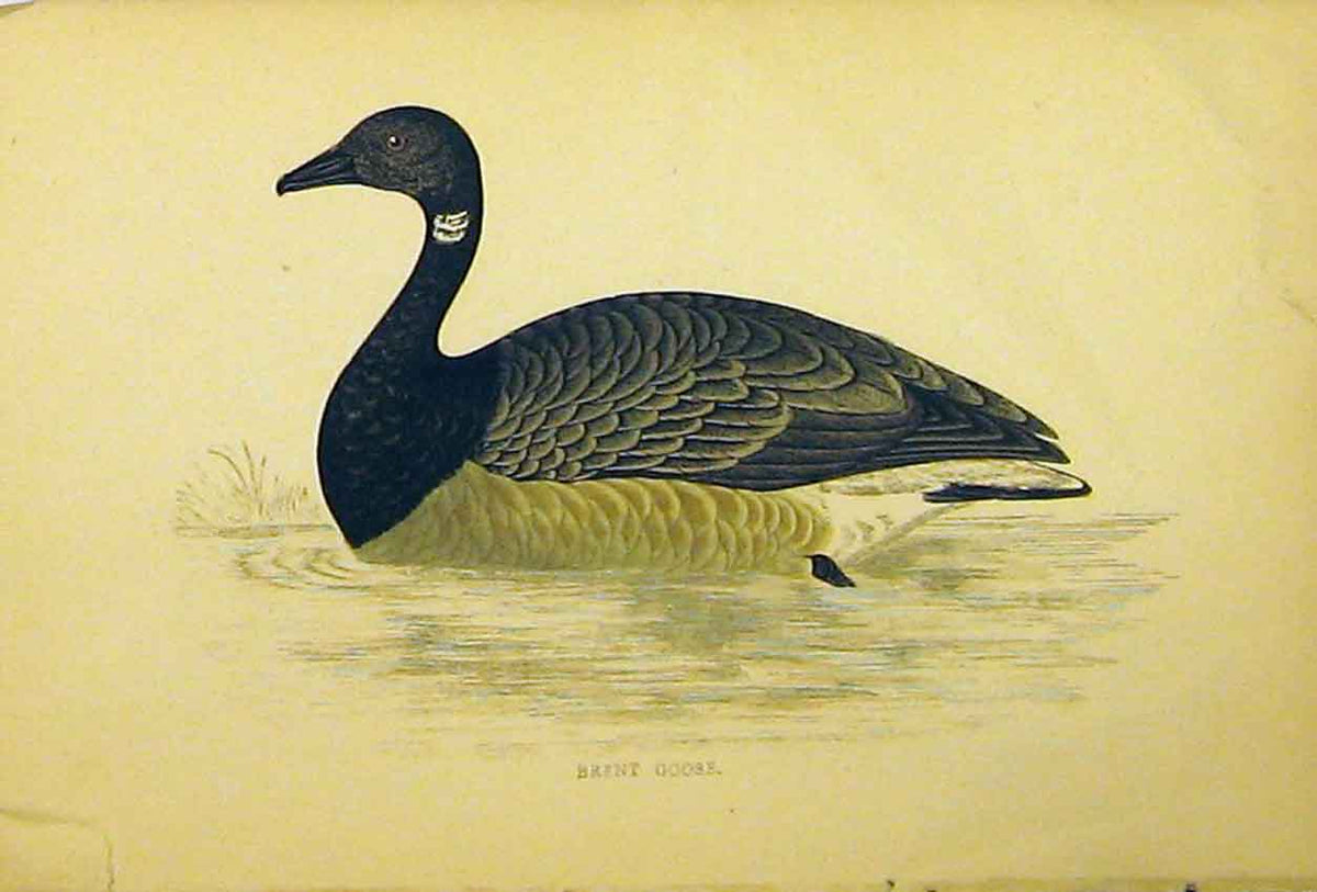 Original Old Antique Print Brent Goose Bird C1880 Hand Coloured Natural History
