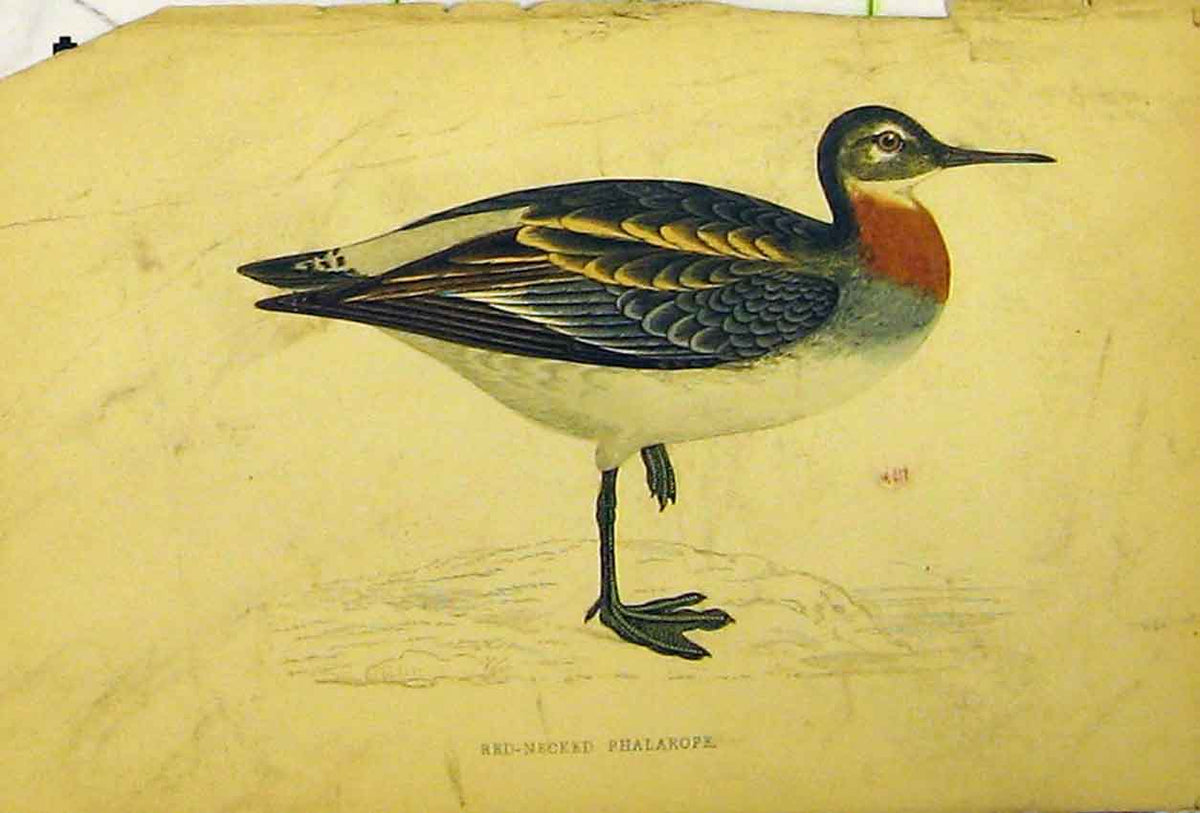 Original Old Antique Print Red-Necked Phalarope Bird C1880 Hand Coloured 19th