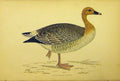 Original Old Antique Print Pink-Footed Goose Bird C1880 Hand Coloured Victorian