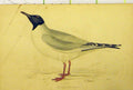 Original Old Antique Print Buonaprte'S Gull Sea Bird C1880 Hand Coloured 19th