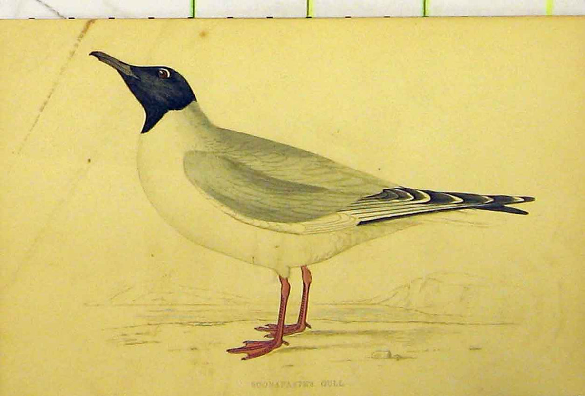 Original Old Antique Print Buonaprte'S Gull Sea Bird C1880 Hand Coloured 19th