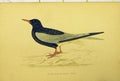 Original Old Antique Print White-Winged Black Tern Bird C1880 Hand Coloured