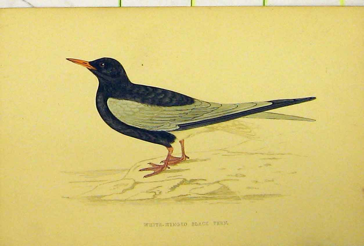 Original Old Antique Print White-Winged Black Tern Bird C1880 Hand Coloured
