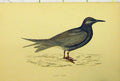 Original Old Antique Print Black Tern Bird C1880 Hand Coloured Natural History