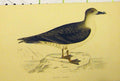 Old Antique Print C1880 Hand Coloured Capped Petrel Bird Natural History 19th
