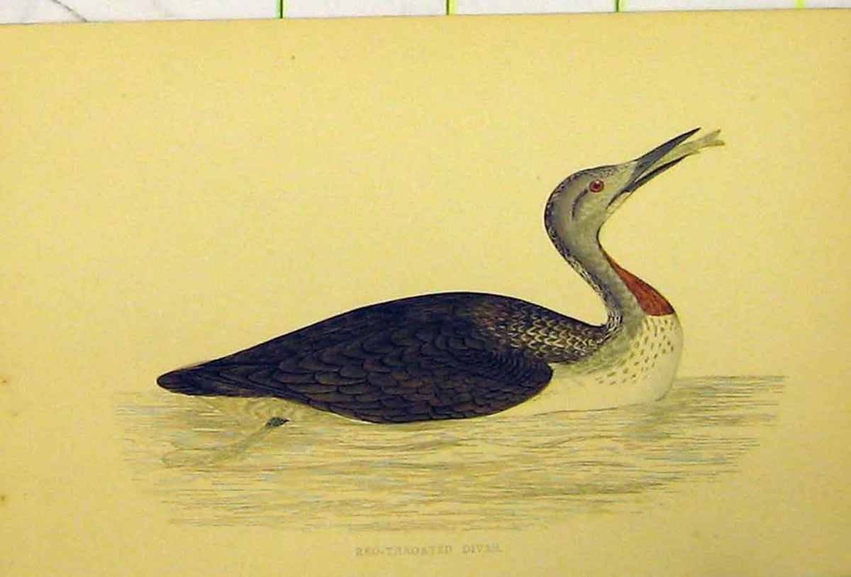 Original Old Antique Print Red-Throated Diver Bird C1880 Hand Coloured 19th