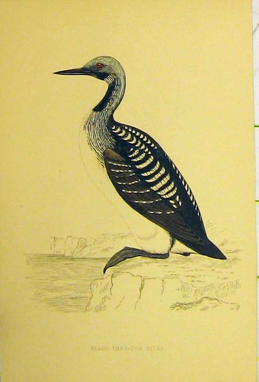 Original Old Antique Print Black Throated Diver Bird C1880 Hand Coloured 19th