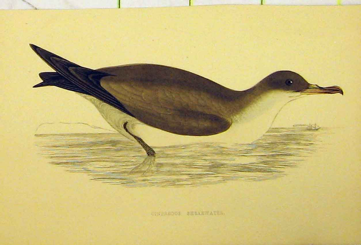 Original Old Antique Print Cinereous Shearwater Bird C1880 Hand Coloured 19th