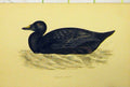 Original Old Antique Print C1880 Hand Coloured Bird Common Scoter History 19th