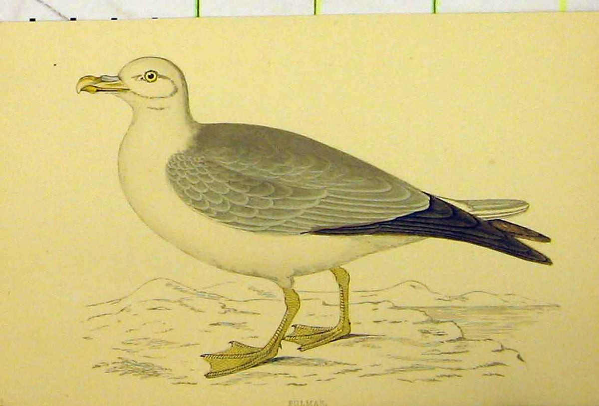 Original Old Antique Print Fulmar Sea Bird C1880 Hand Coloured Natural History