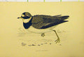 Original Old Antique Print Ringed Dotterel Bird C1880 Hand Coloured Victorian