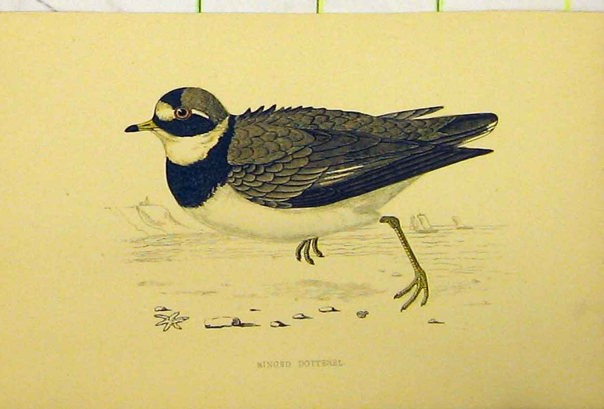 Original Old Antique Print Ringed Dotterel Bird C1880 Hand Coloured Victorian