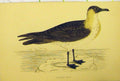 Old Antique Print Pomerine Skua Bird C1880 Hand Coloured Natural History 19th